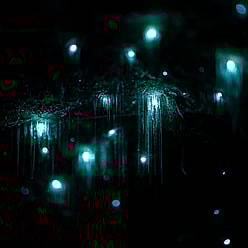 Visit glow worms on the Rotorua Lakes edge with Taiao Adventures