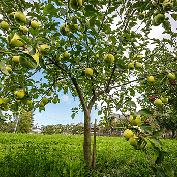 Waikato Tree reductions - fruit tree thinned