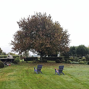 tree reductions Hamilton