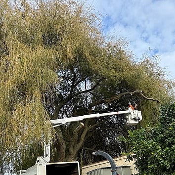 Hamilton Tree lifting- tree overhanding into garden
