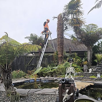Hamilton Tree lifting- trimming of palm tree