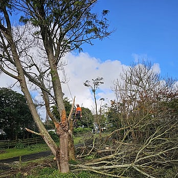 Waikato Tree lifting- tree overhanging driveway