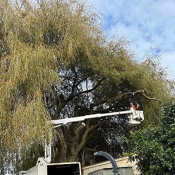 Matamata Tree lifting- tree overhanding into garden