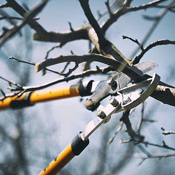 Matamata Tree lifting- pruning in process