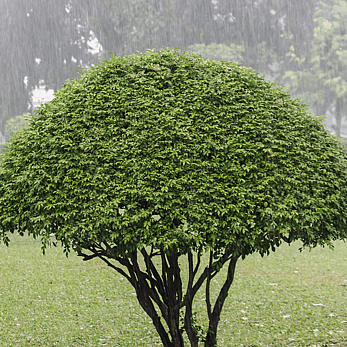 tree reductions Matamata - shaped tree