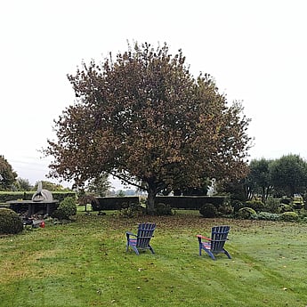 tree reductions Cambridge - tree needing to be trimmed to let in light
