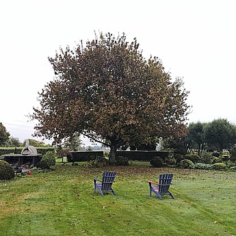 tree reductions Te Awamutu- tree needing to be trimmed to let in light