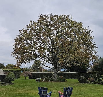 Let in more light by trimming trees