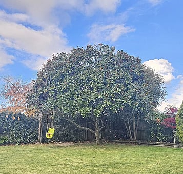 Regular trimming improves tree health
