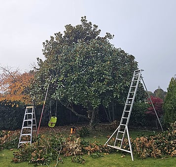 Manage the size of your tree with regular trimmings