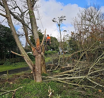Remove low-hanging branches for driveways, paths, and lawns.