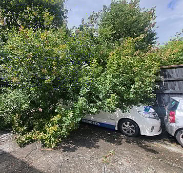 Protect Buildings & Assets by tree lifting in Waikato