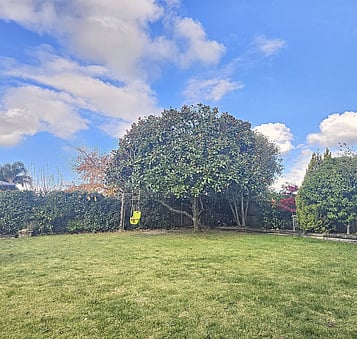 Enhance Curb Appeal by tree lifting in Waikato