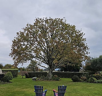let in more sunlight by tree lifting in Waikato