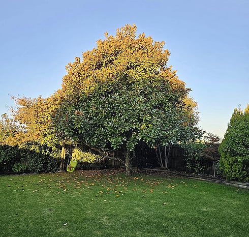 Your tree will look sharper, neater, and more vibrant.