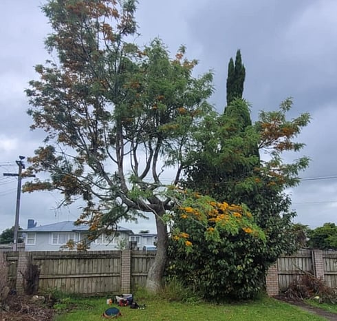 Removing deadwood prevents disease and decay from spreading.