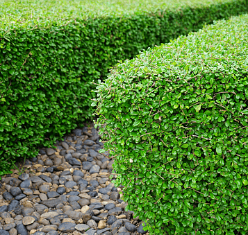 Sharp lines and consistent shape enhance curb appeal.