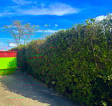 Avoid overgrowth that can impact driveways, walkways, or fences.