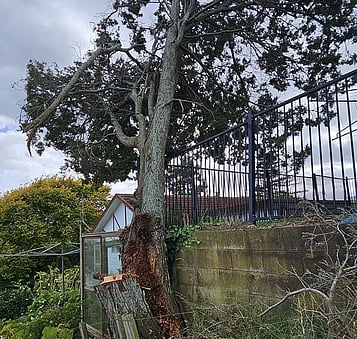 Avoid root damage, falling limbs, or interference with structures.