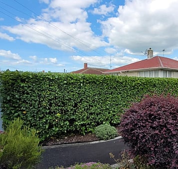 hedge mulching in the Waikato improves soil health