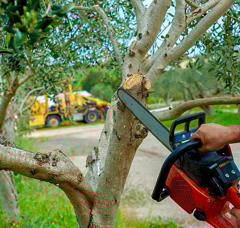 Removing deadwood prevents disease and decay from spreading.