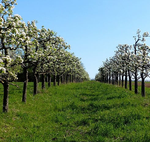 Aesthetic shaping for a healthy, attractive canopy.