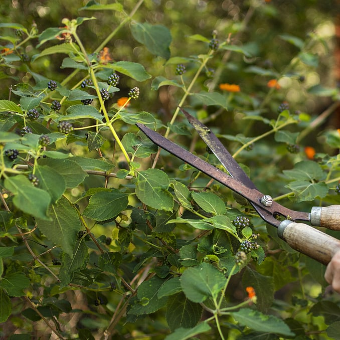 Formative Pruning a fruit tree in the correct season by Trigger Trees in Hamilton