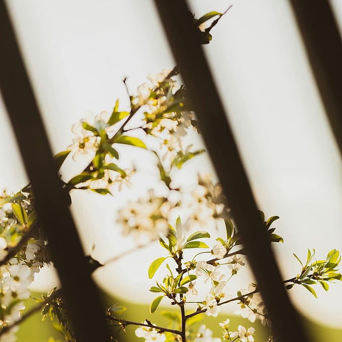 Formative Pruning a fruit tree in the correct season by Trigger Trees in Hamilton