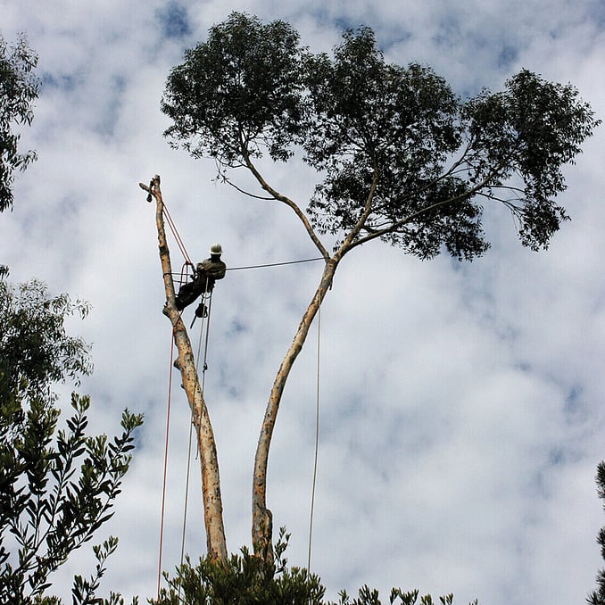 tree removal in Te Awamutu