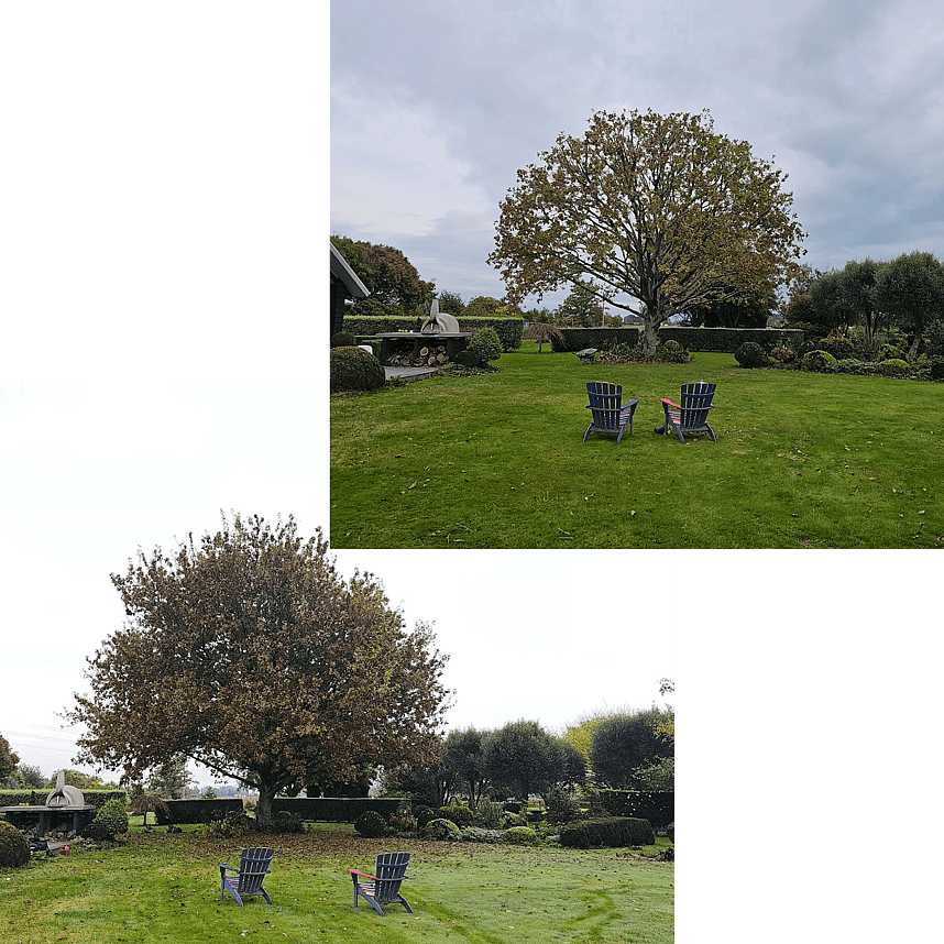 tree reductions Tamahere