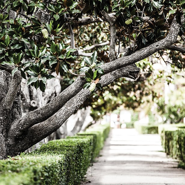 Tree Lifting Cambridge