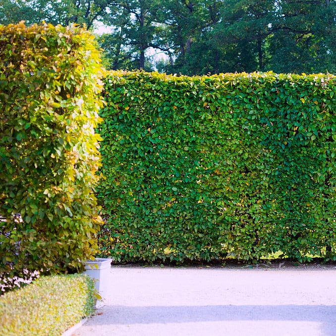 hedge care & trimming in Waikato