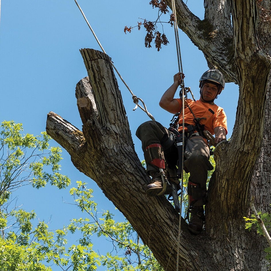 Deadwood Removal in Tamahere by Triggers Trees and Hedges