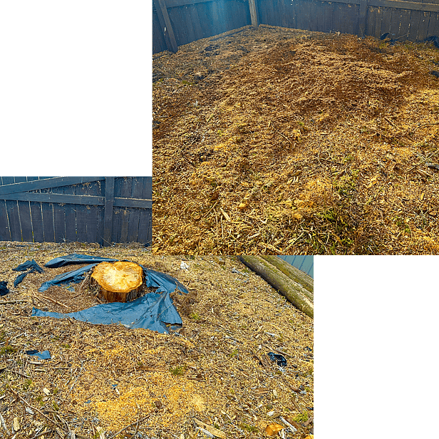 stump grinding in Cambridge