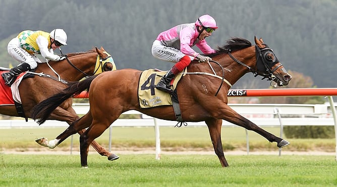 Group One winner Wyndspelle -  Photo: Race Images