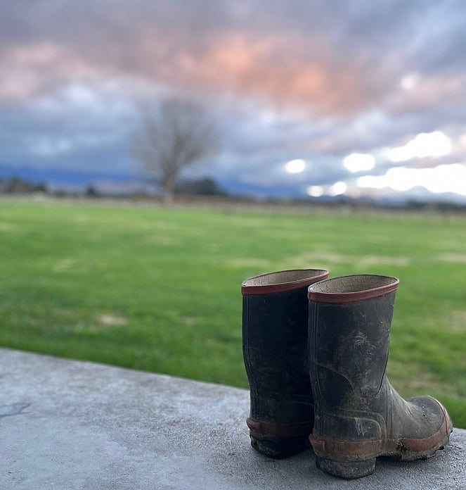 Gumboots and Izzy contemplating administrative tasks