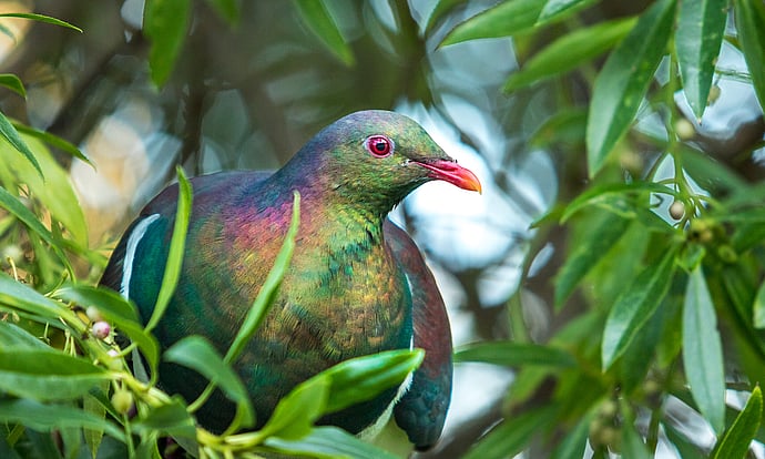 Image by John Parker, Maddox Photography NZ. New Zealand bird photography tours & workshops. Image of New Zealand Kereru.