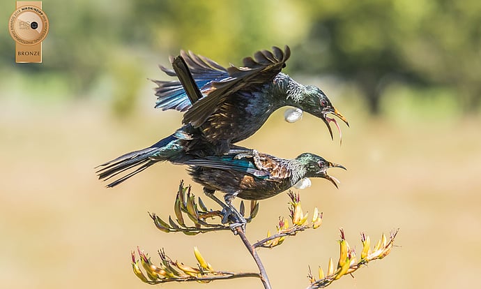 Image by John Parker, Maddox Photography NZ. New Zealand bird photography tours & workshops. Image of New Zealand Tui's