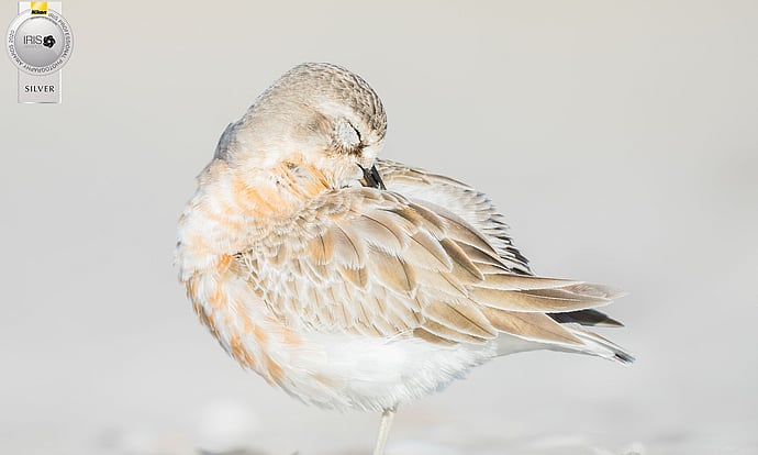 Image by John Parker, Maddox Photography NZ. New Zealand bird photography tours & workshops. Image of New Zealand Dottril