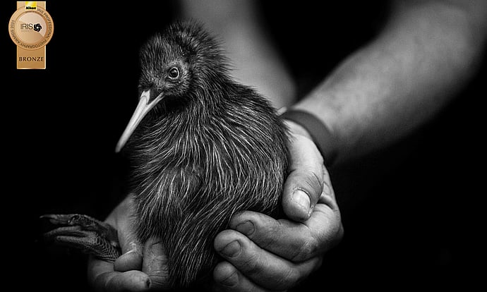 Image by John Parker, Maddox Photography NZ. New Zealand bird photography tours & workshops. Image of New Zealand Kiwi.