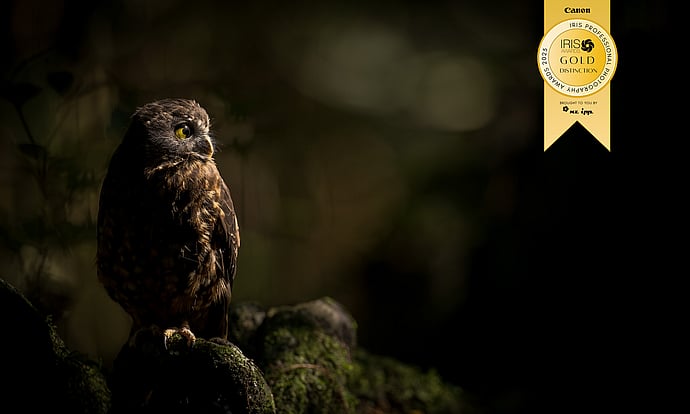 Image by John Parker, Maddox Photography NZ. New Zealand bird photography tours & workshops. Image of New Zealand Morepork award winning