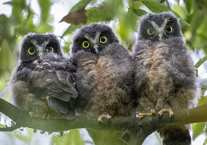 Image by John Parker, Maddox Photography NZ. New Zealand bird photography tours & workshops. Image of three Morepork owls, Ruru.