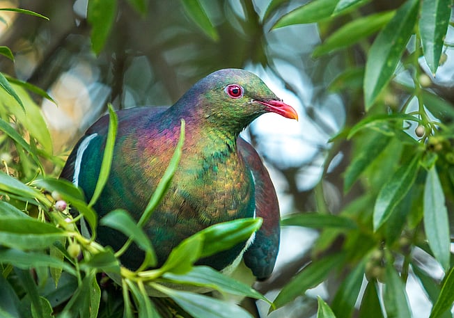 Image by John Parker, Maddox Photography NZ. New Zealand bird photography tours & workshops. Image of Kereru.