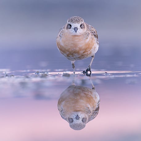 Image by John Parker, Maddox Photography NZ. New Zealand bird photography tours & workshops. Image of New Zealand bird.