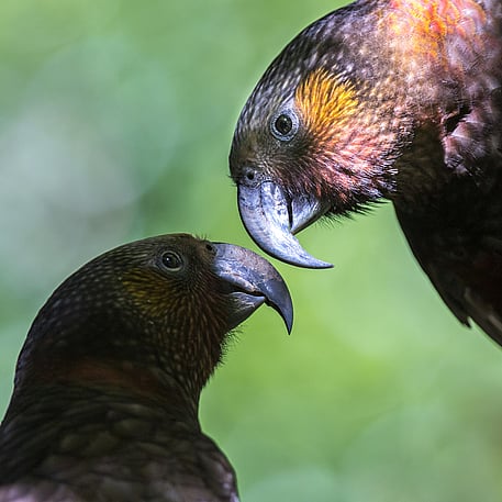 Image by John Parker, Maddox Photography NZ. New Zealand bird photography tours & workshops. Image of New Zealand Kea birds