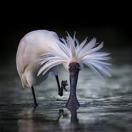 Image by John Parker, Maddox Photography NZ. New Zealand bird photography tours & workshops. Image of New Zealand Spoonbill