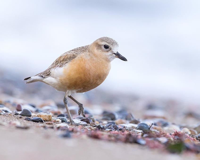  Image by John Parker, Maddox Photography NZ. New Zealand bird photography tours & workshops. Image of New Zealand bird.