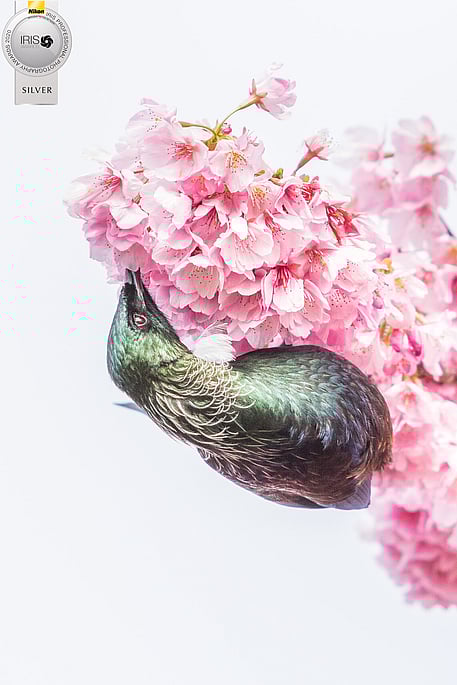 Image by John Parker, Maddox Photography NZ. New Zealand bird photography tours & workshops. Image of New Zealand Tui.