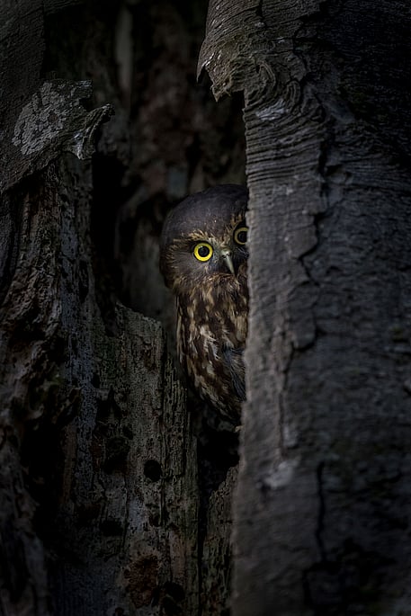 Image by John Parker, Maddox Photography NZ. New Zealand bird photography tours & workshops. Image of New Zealand bird.