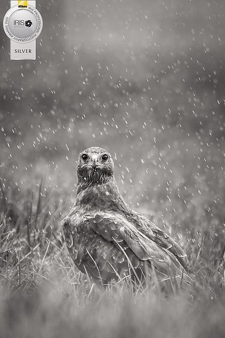 Image by John Parker, Maddox Photography NZ. New Zealand bird photography tours & workshops. Image of New Zealand Morepork.